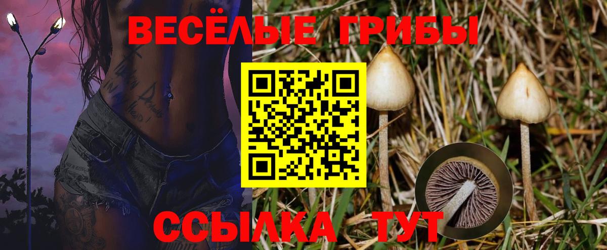 Псилоцибиновые грибы Psilocybine cubensis Чебаркуль